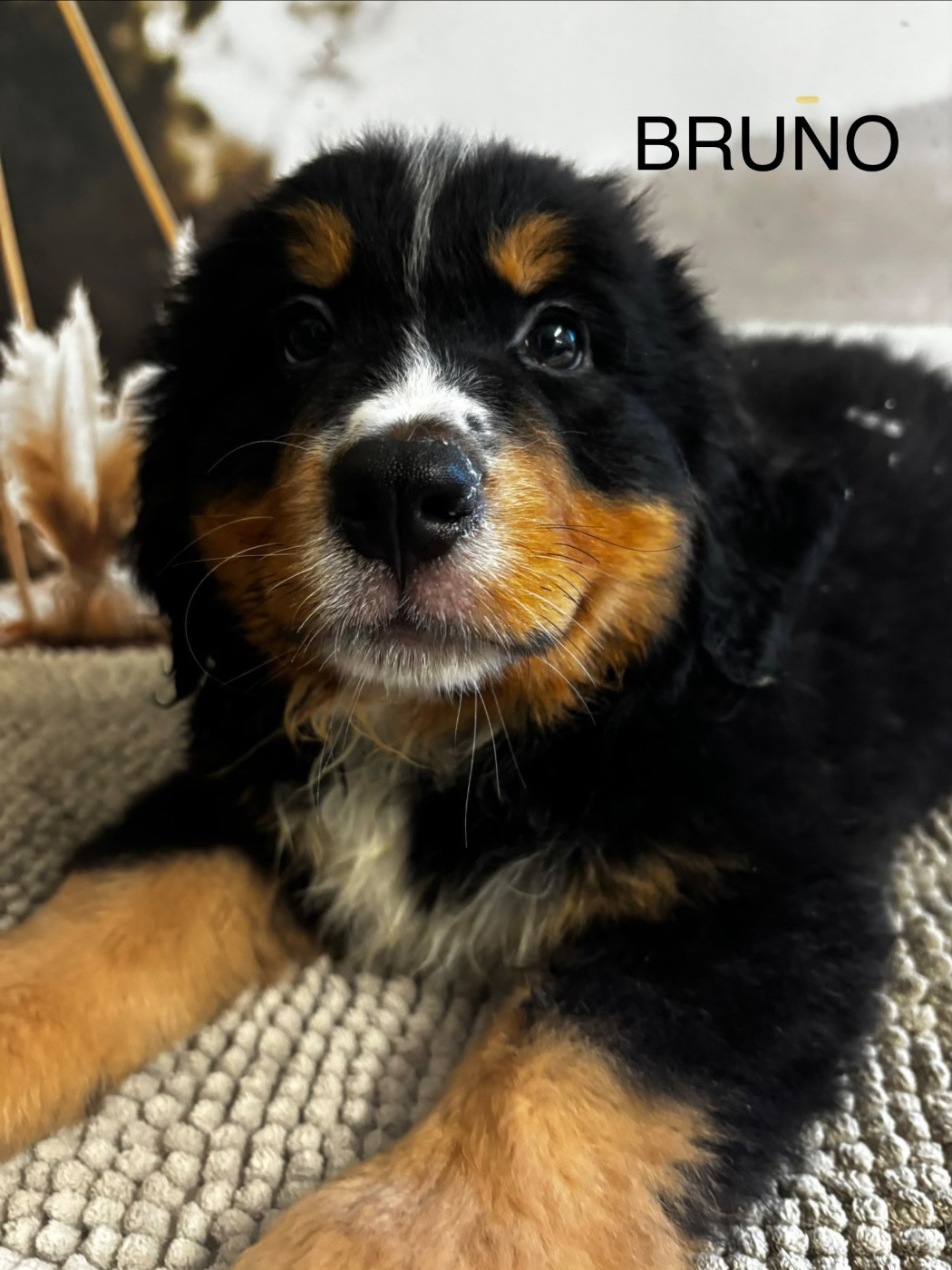 De La Ferme Du Fesquet - Chiots disponibles - Bouvier Bernois