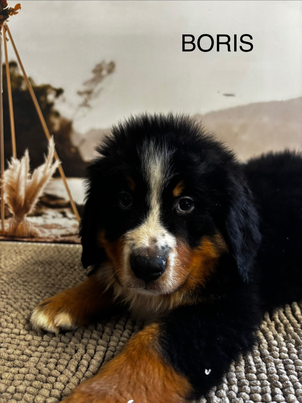 De La Ferme Du Fesquet - Chiots disponibles - Bouvier Bernois