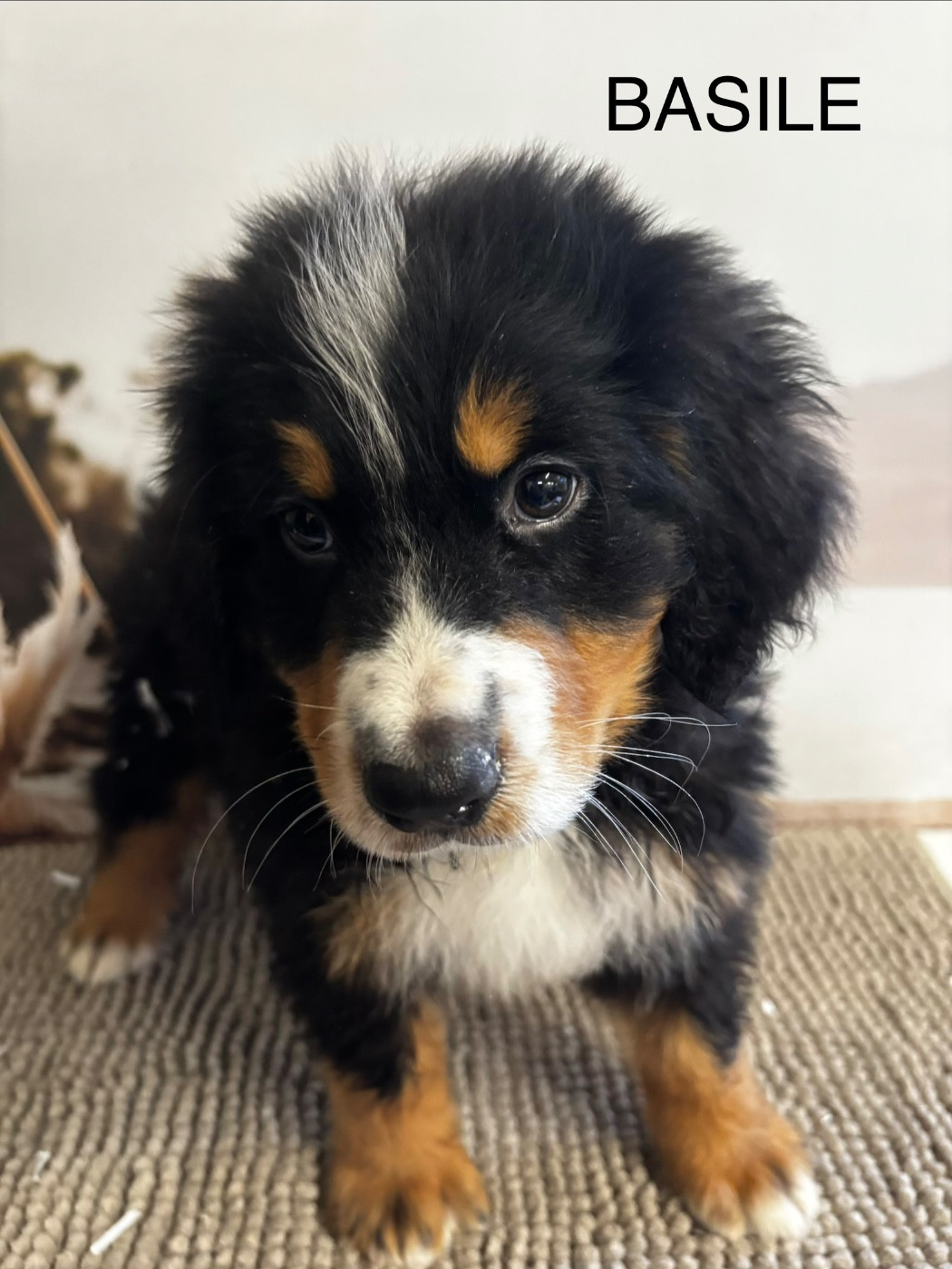 De La Ferme Du Fesquet - Chiots disponibles - Bouvier Bernois