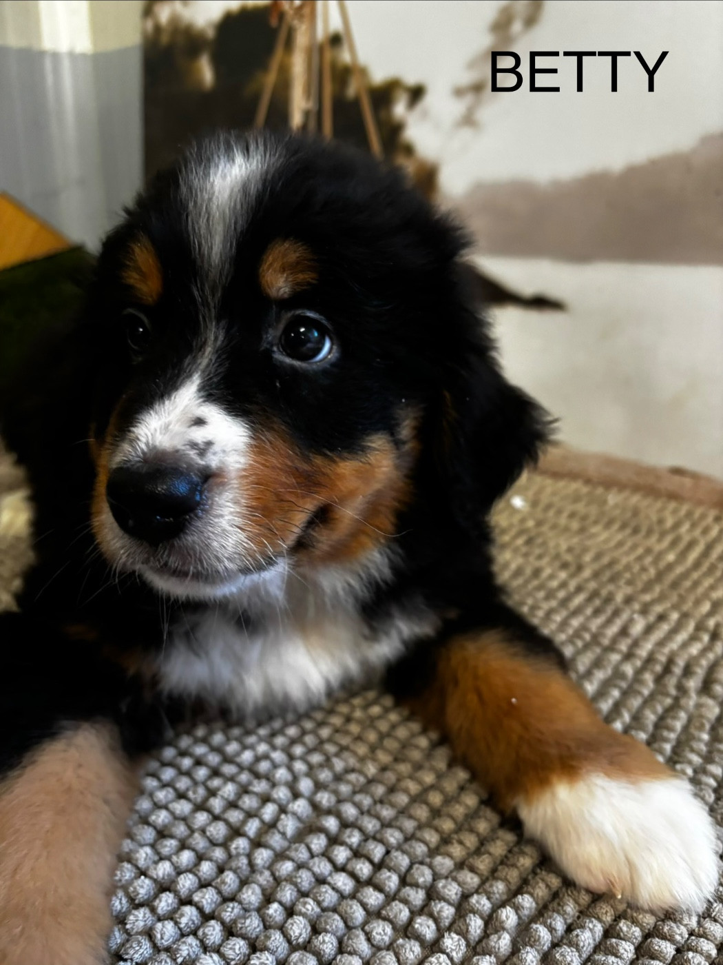 De La Ferme Du Fesquet - Chiots disponibles - Bouvier Bernois