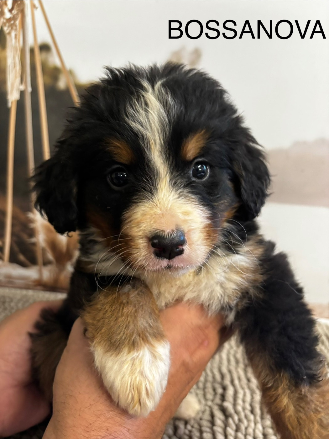 De La Ferme Du Fesquet - Chiots disponibles - Bouvier Bernois