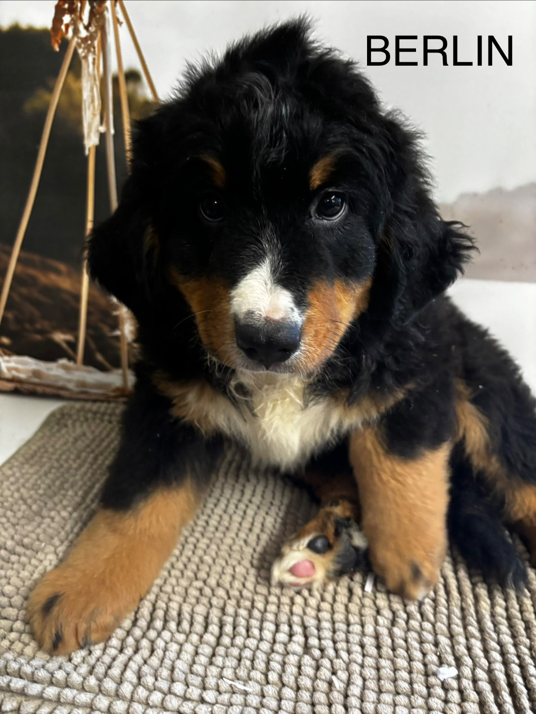 De La Ferme Du Fesquet - Chiots disponibles - Bouvier Bernois