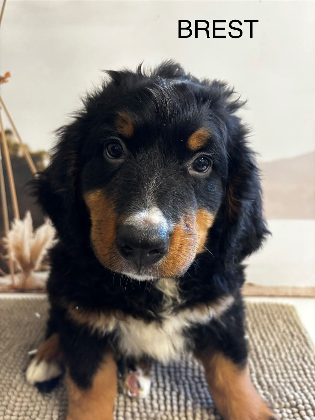De La Ferme Du Fesquet - Chiots disponibles - Bouvier Bernois