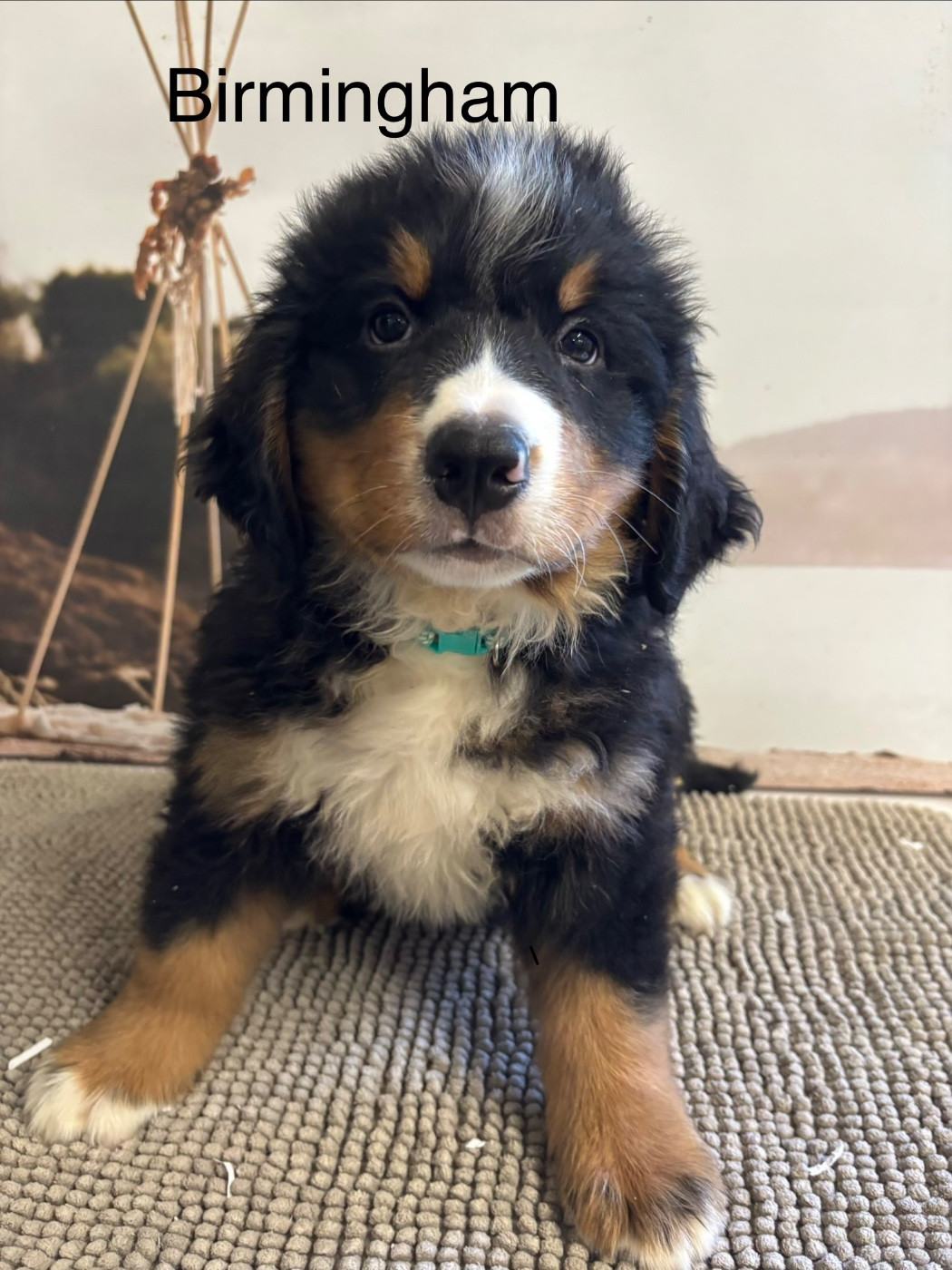 De La Ferme Du Fesquet - Chiots disponibles - Bouvier Bernois