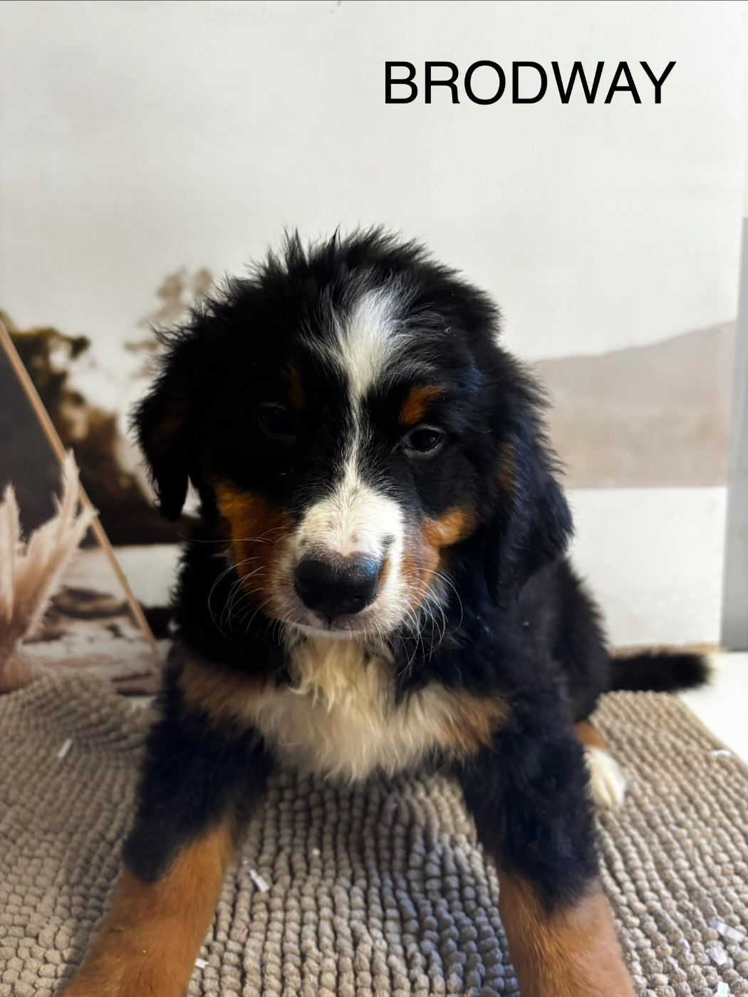 De La Ferme Du Fesquet - Chiots disponibles - Bouvier Bernois