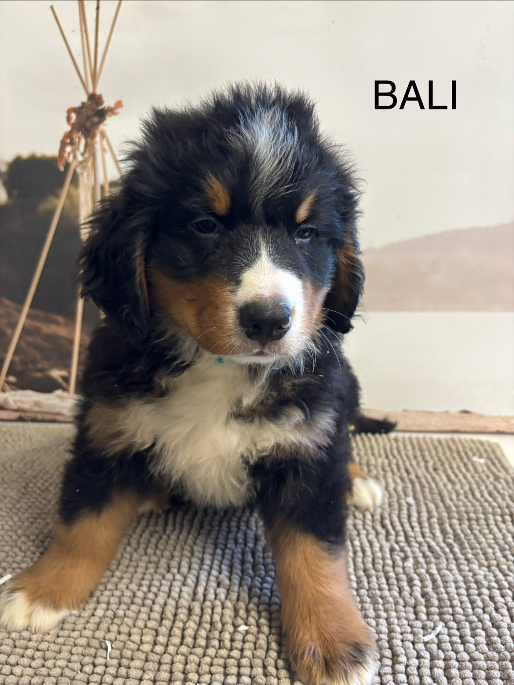 De La Ferme Du Fesquet - Chiots disponibles - Bouvier Bernois