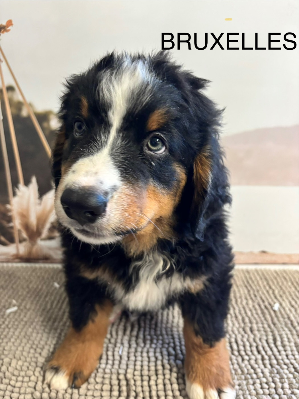 De La Ferme Du Fesquet - Chiots disponibles - Bouvier Bernois
