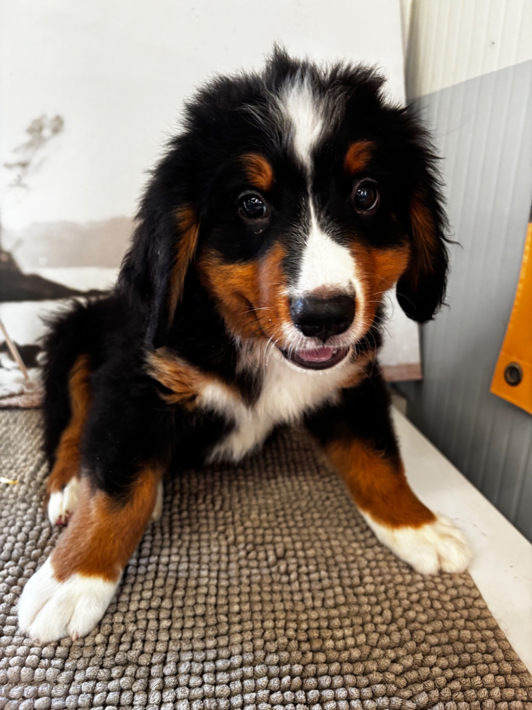 De La Ferme Du Fesquet - Chiots disponibles - Bouvier Bernois