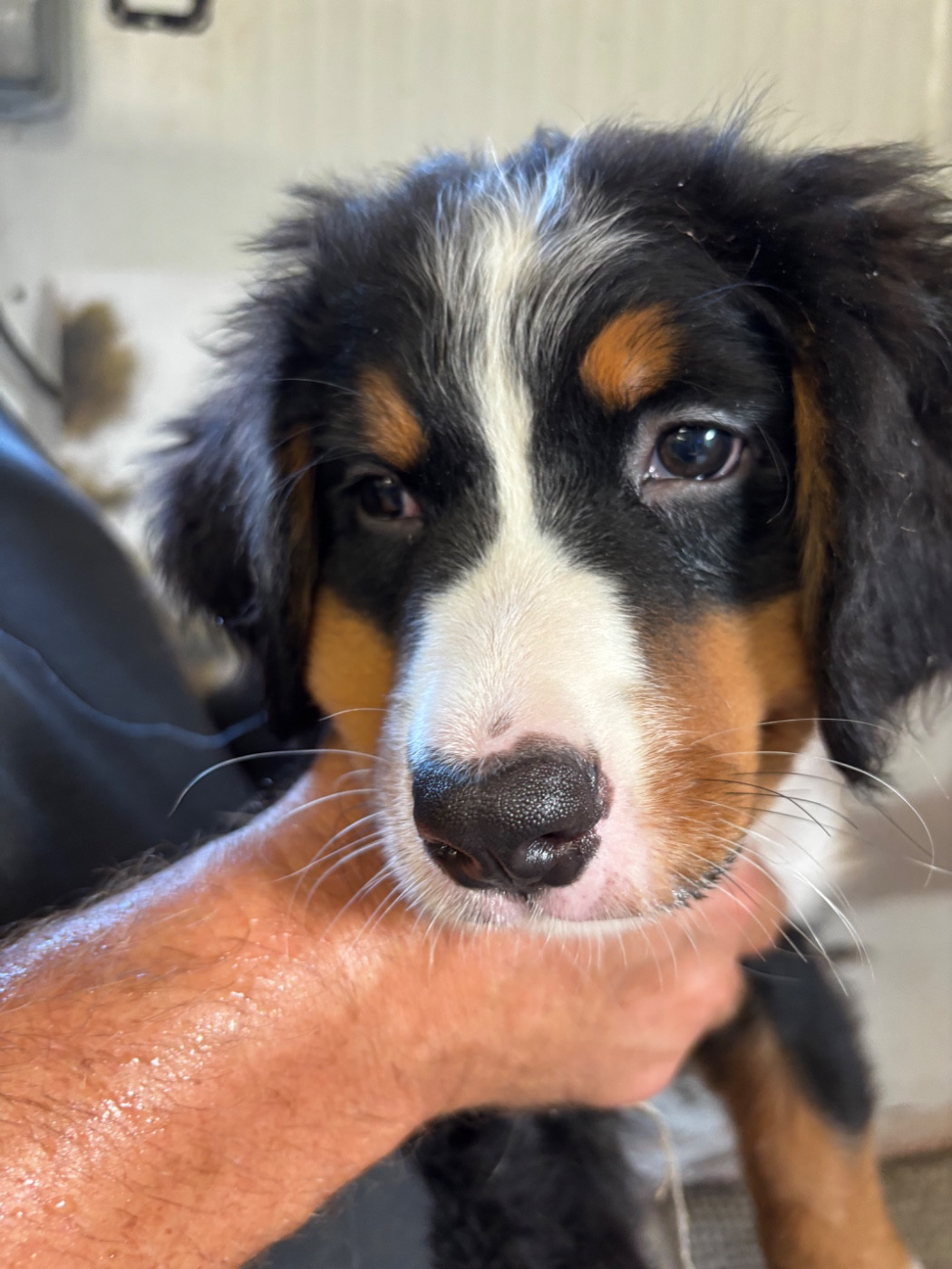 De La Ferme Du Fesquet - Chiots disponibles - Bouvier Bernois