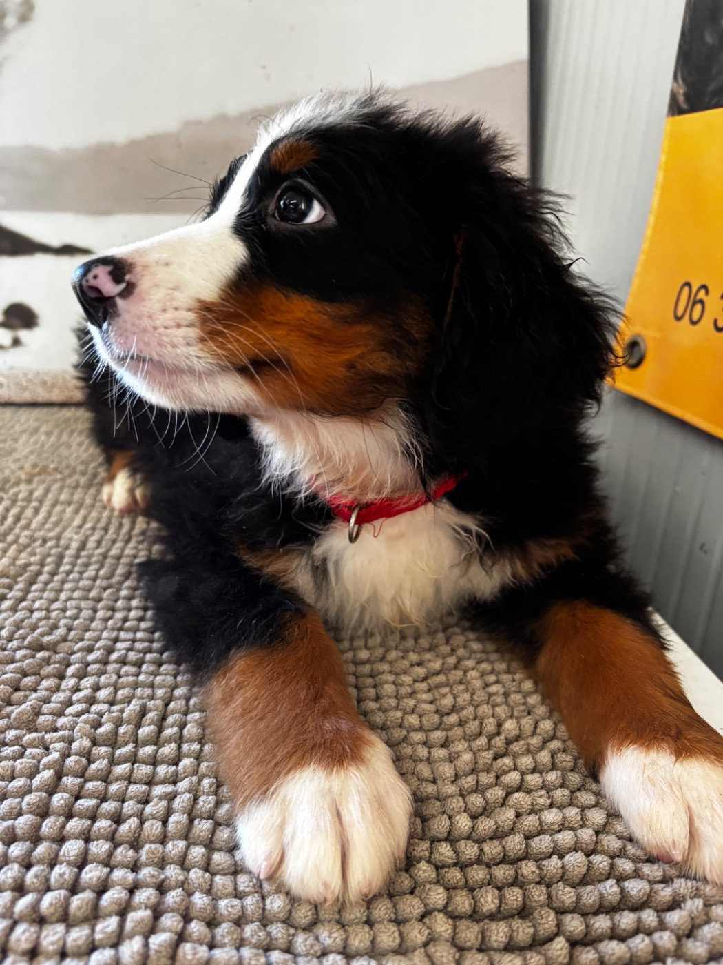 De La Ferme Du Fesquet - Chiots disponibles - Bouvier Bernois