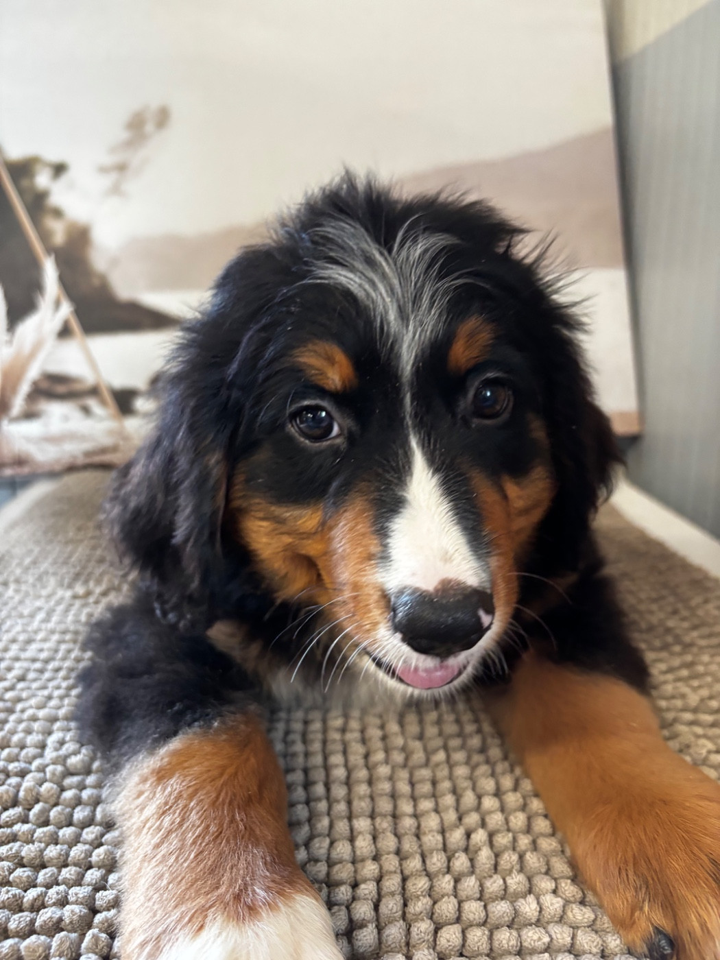 De La Ferme Du Fesquet - Chiots disponibles - Bouvier Bernois
