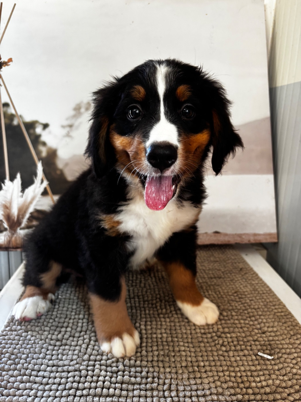 De La Ferme Du Fesquet - Chiots disponibles - Bouvier Bernois