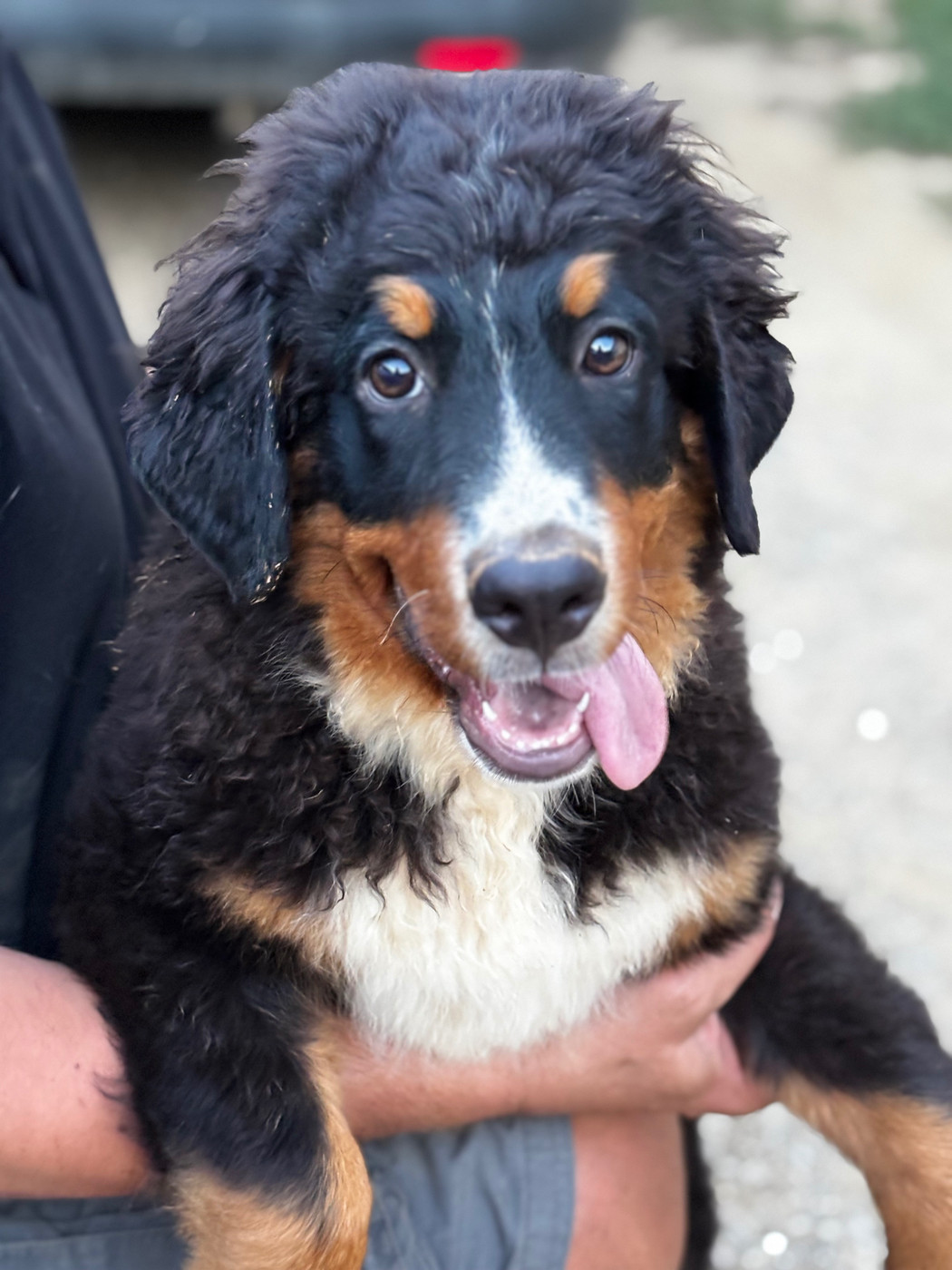 De La Ferme Du Fesquet - Chiots disponibles - Bouvier Bernois