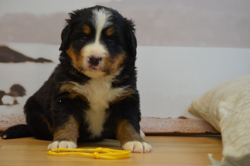 De La Ferme Du Fesquet - Chiots disponibles - Bouvier Bernois