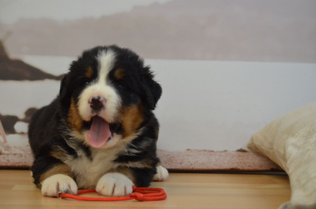 De La Ferme Du Fesquet - Chiots disponibles - Bouvier Bernois