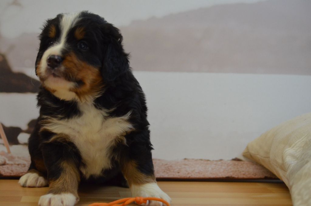 De La Ferme Du Fesquet - Chiots disponibles - Bouvier Bernois