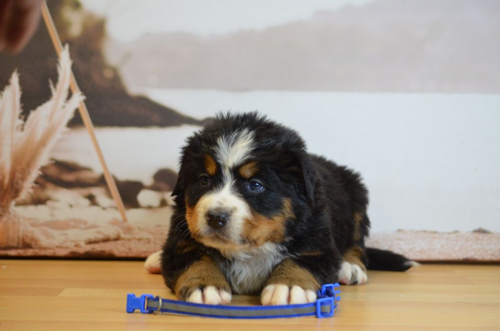 De La Ferme Du Fesquet - Chiots disponibles - Bouvier Bernois