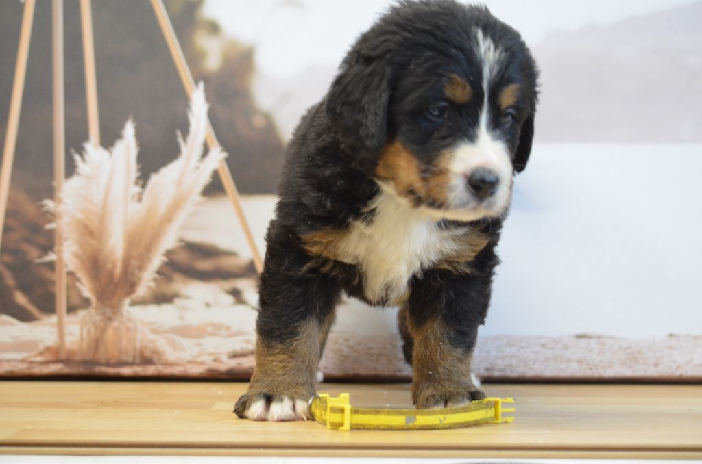 De La Ferme Du Fesquet - Chiots disponibles - Bouvier Bernois