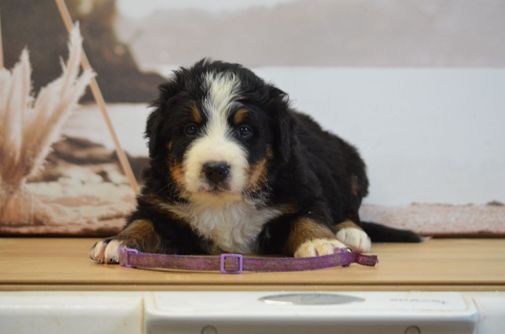 De La Ferme Du Fesquet - Chiots disponibles - Bouvier Bernois