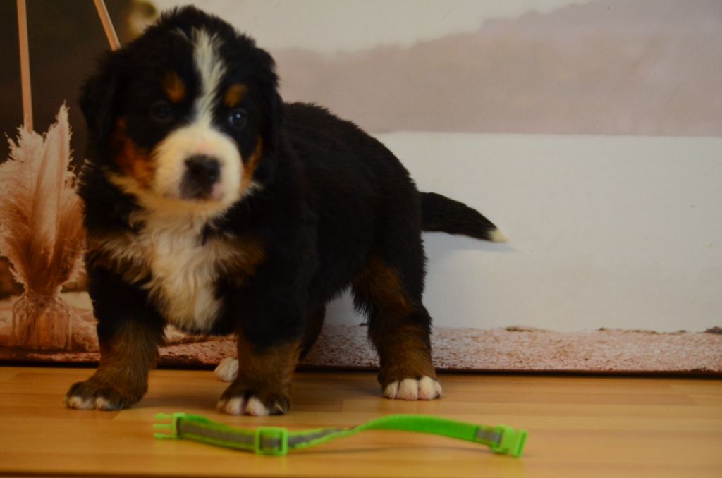 De La Ferme Du Fesquet - Chiots disponibles - Bouvier Bernois