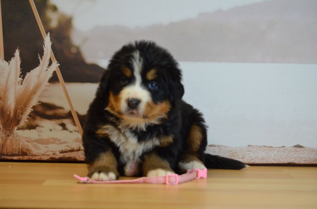 De La Ferme Du Fesquet - Chiots disponibles - Bouvier Bernois