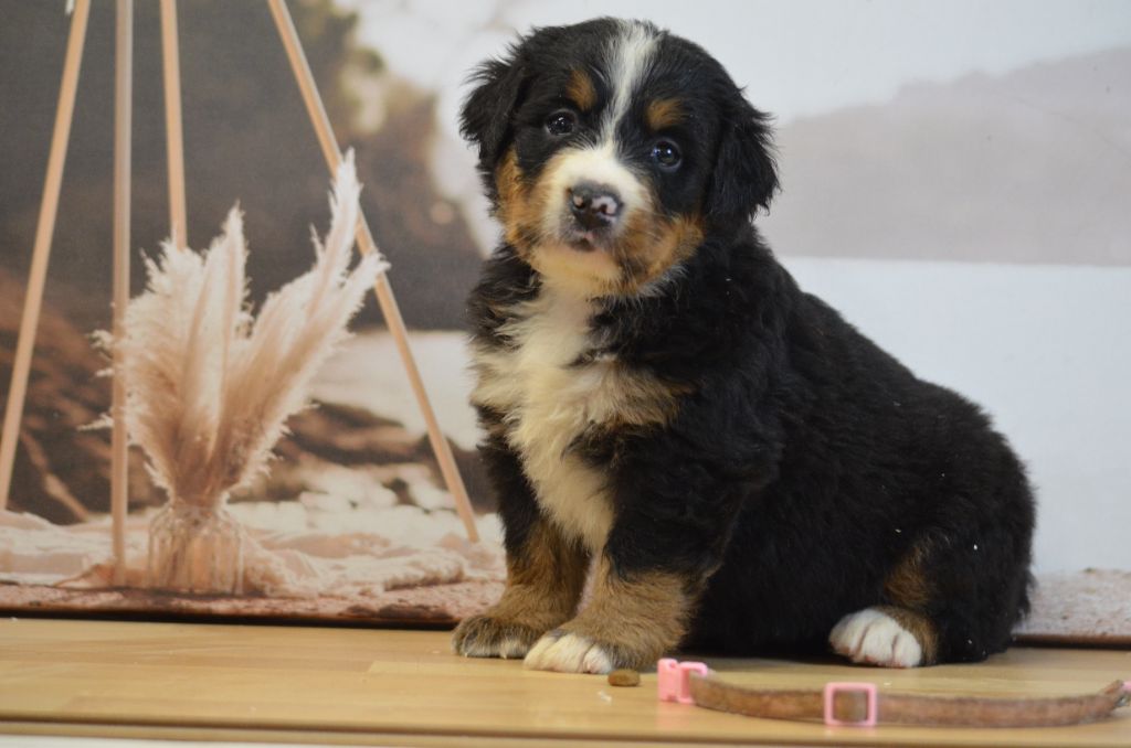 De La Ferme Du Fesquet - Chiots disponibles - Bouvier Bernois