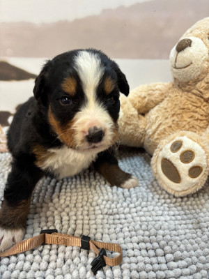 BOUBA Collie rmarron