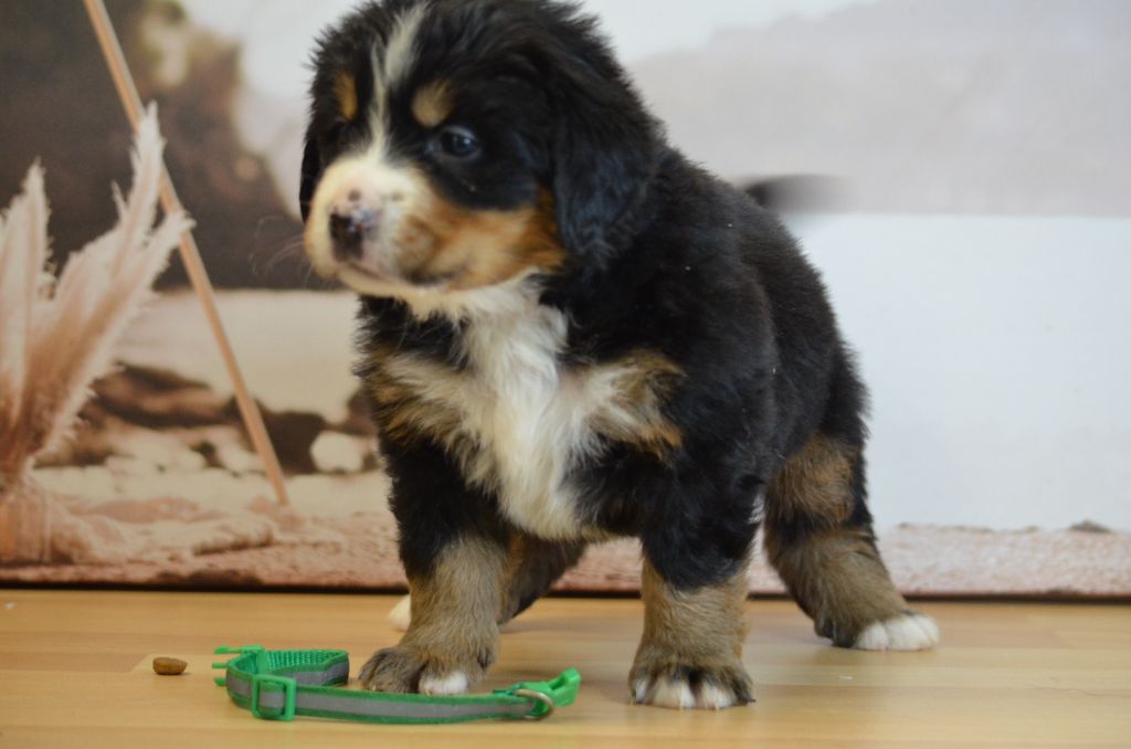 De La Ferme Du Fesquet - Chiots disponibles - Bouvier Bernois