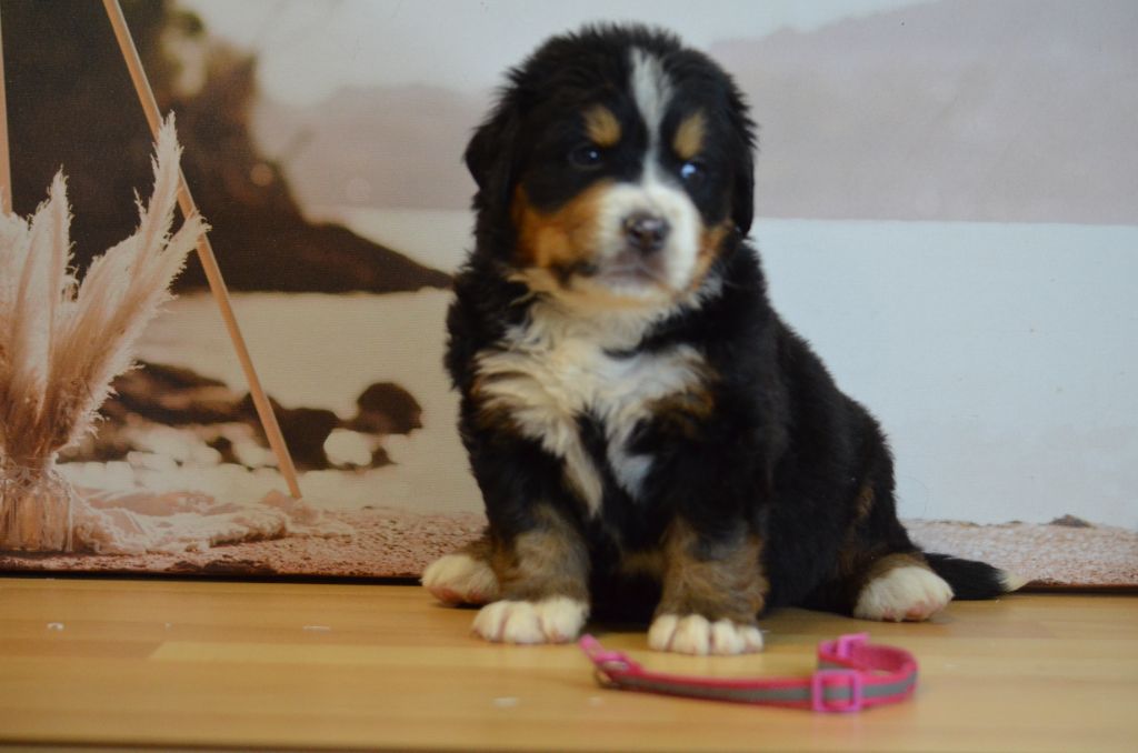 De La Ferme Du Fesquet - Chiots disponibles - Bouvier Bernois