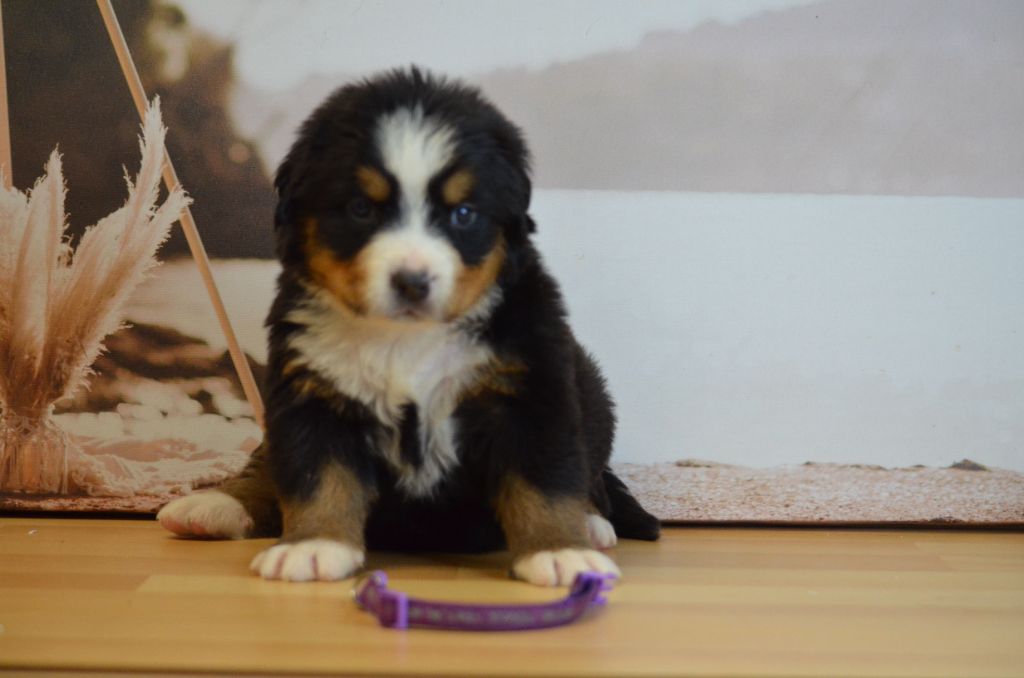 De La Ferme Du Fesquet - Chiots disponibles - Bouvier Bernois